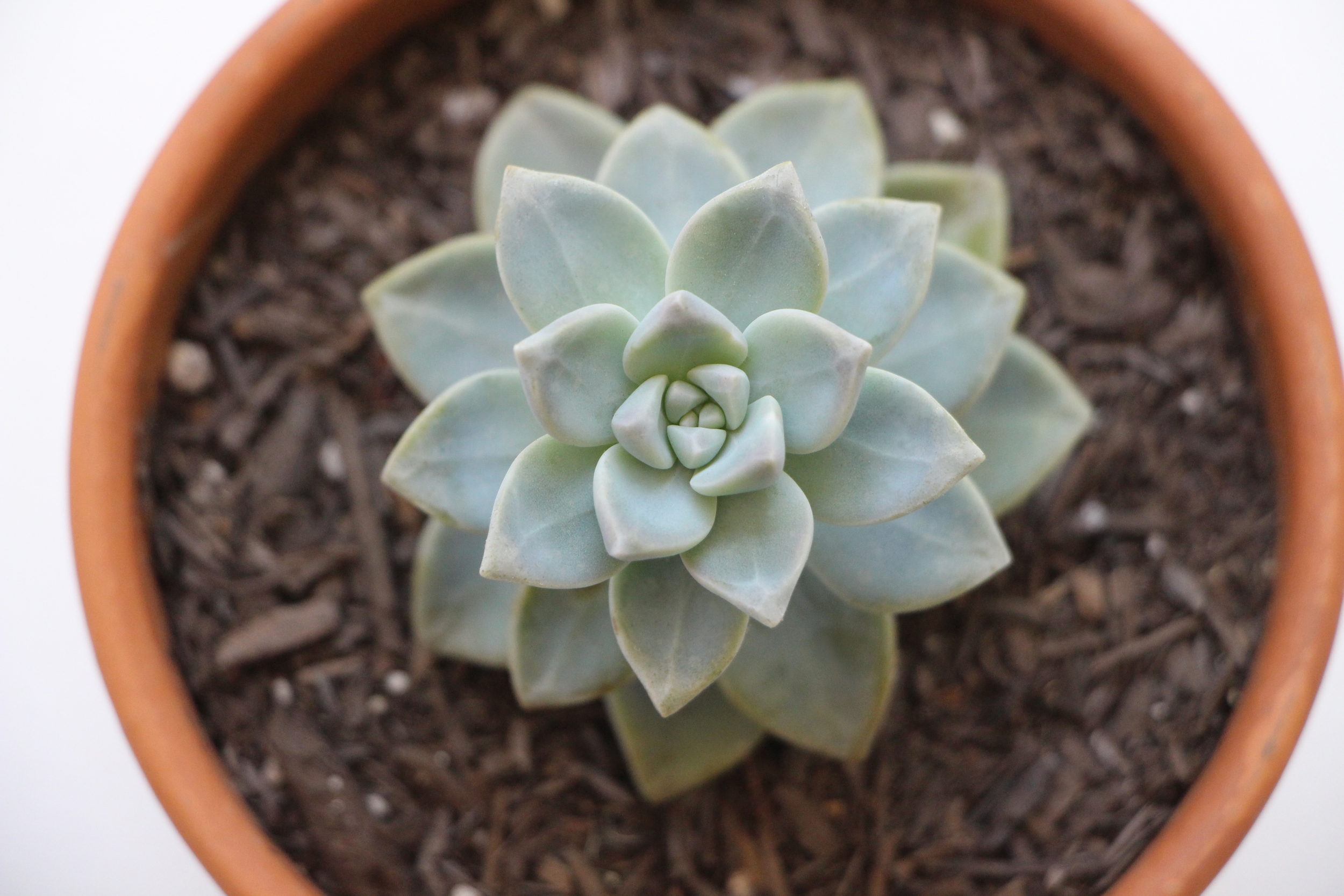 Gorgeous Succulent Plant: Propagating Succulents via Needles + Leaves. Learn how to propagate succulents from leaves and cuttings.